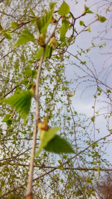 IMG_20160410_165730.jpg