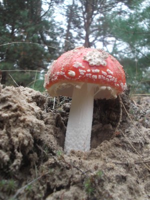 DSCF2129.jpg